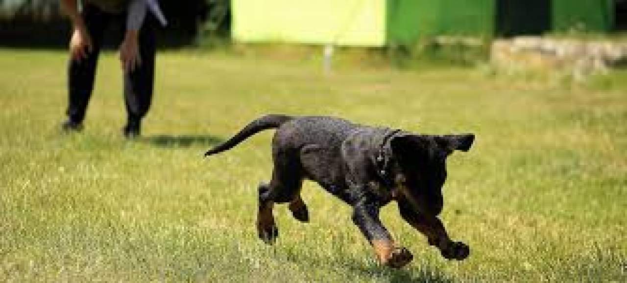 Adiestramiento para perros en Toledo