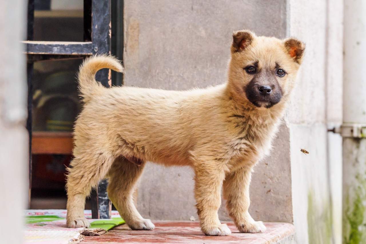 Cuando empezar a adiestrar un cachorro: Tu Adiestrador Online