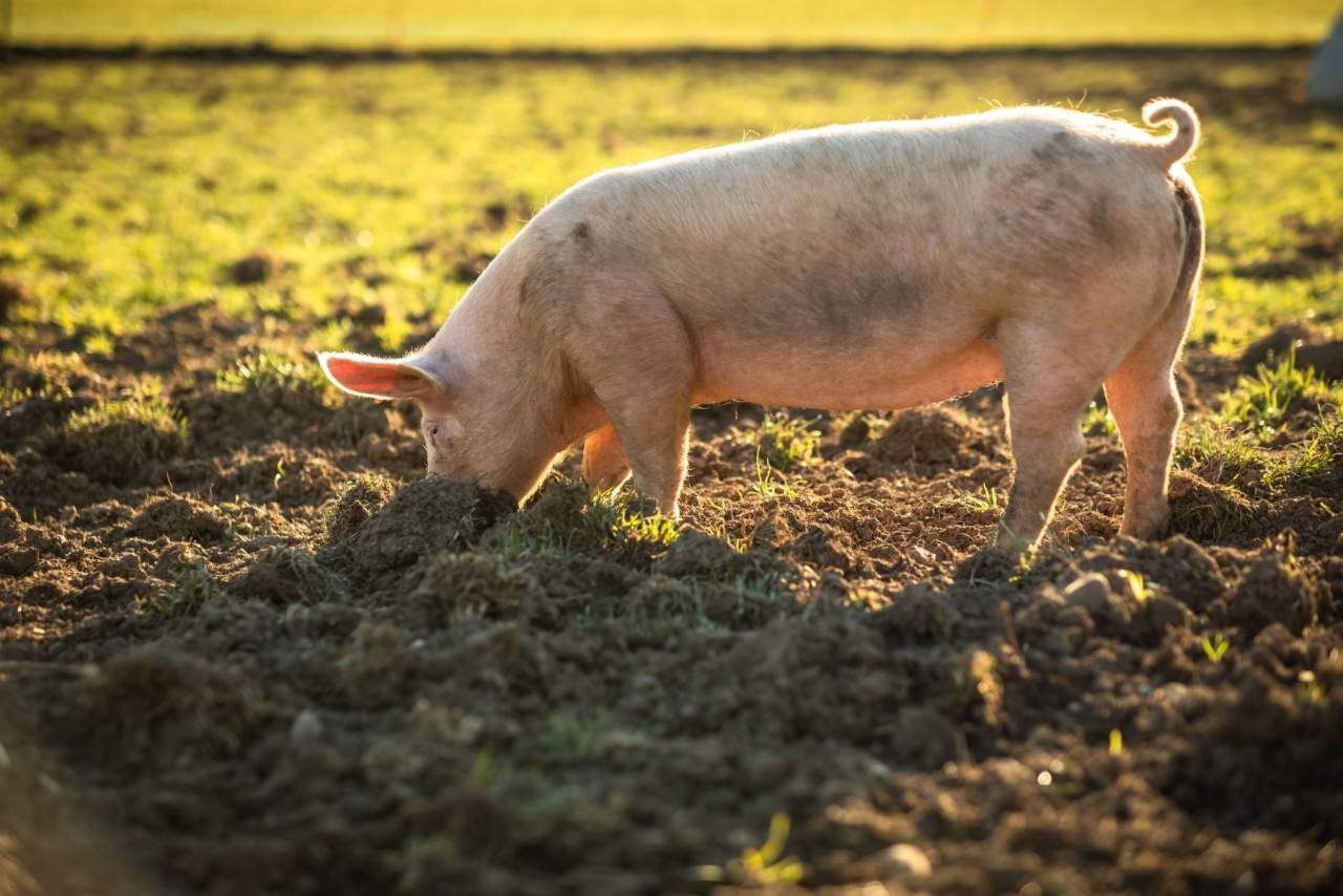 Carne ecológica Campos en Ahorra en Bolboreta