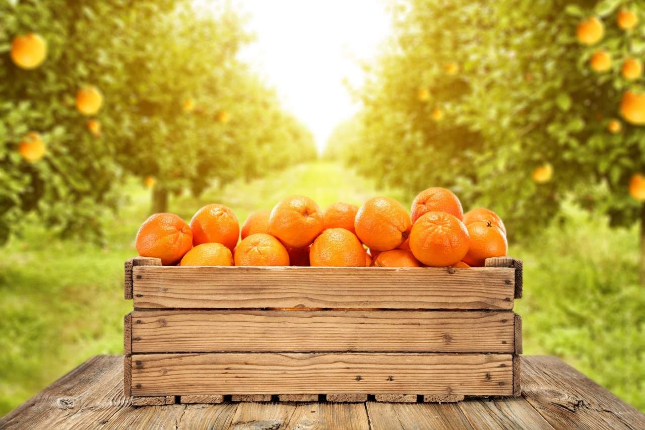 Comprar naranjas online de Valencia en HortdePepe