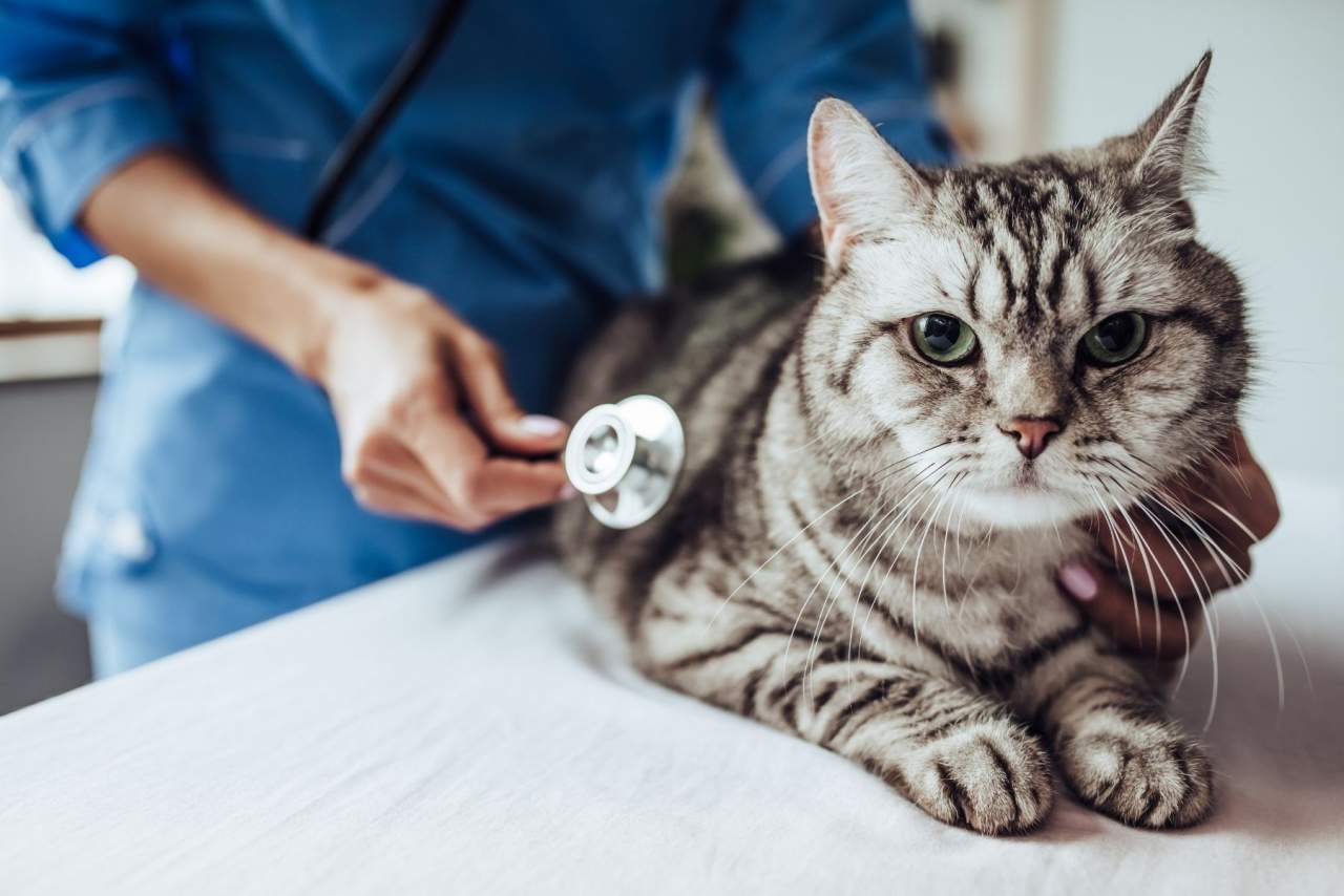 Veterinario en Algeciras de urgencia