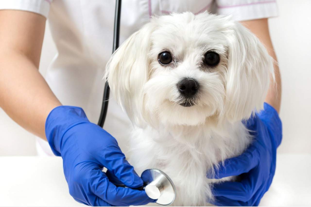 Clínica Veterinaria Algeciras, cuida a tu acompañante de vida: Clínica Veterinaria El Estrecho