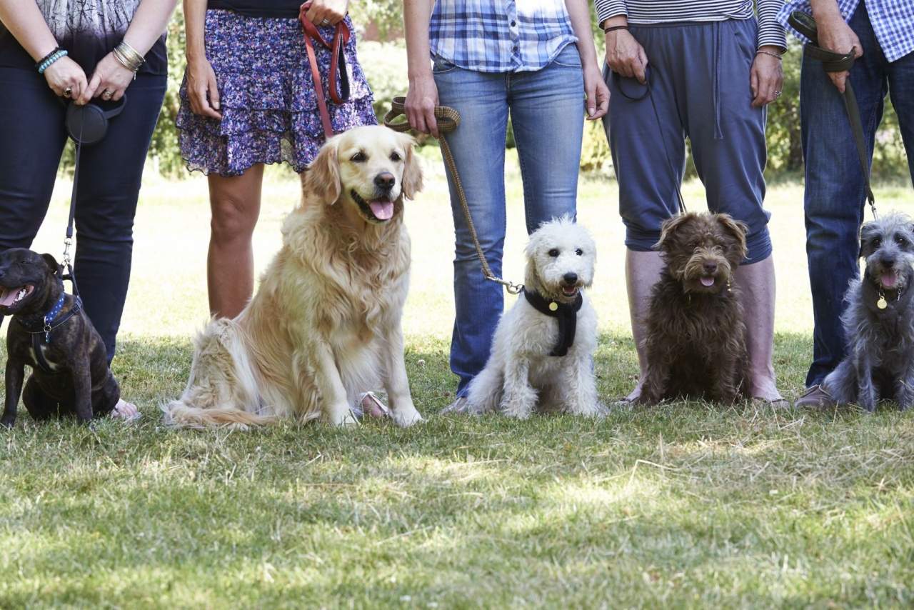 El adiestrador de perros en Zaragoza: Binomium