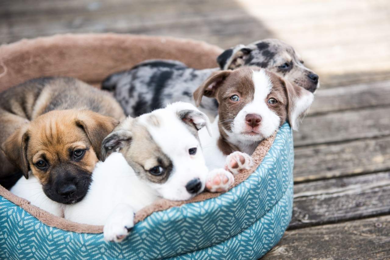 Tienda Cachorro: Durante la pandemia se ha experimentado un aumento en el número de adopciones y personas interesadas en comprar perro en Madrid
