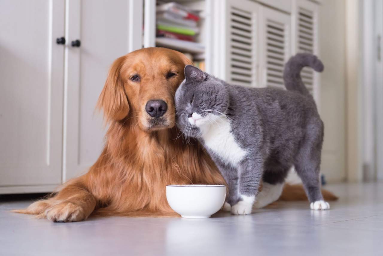 Aumentan las visitas veterinarias en Algeciras por Clínica Veterinaria El Estrecho