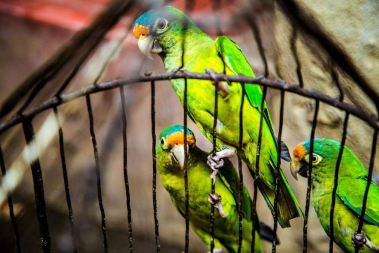 Jaulanimal: Escoger jaula para mascota de manera eficiente