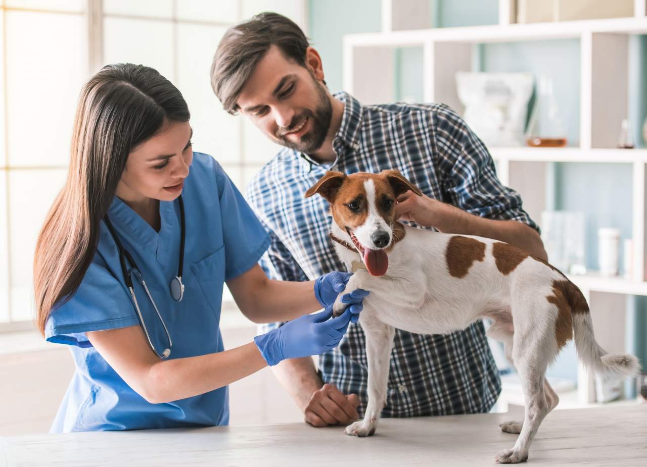 PetClinic: software veterinario que ayuda a la reducción del uso de papel