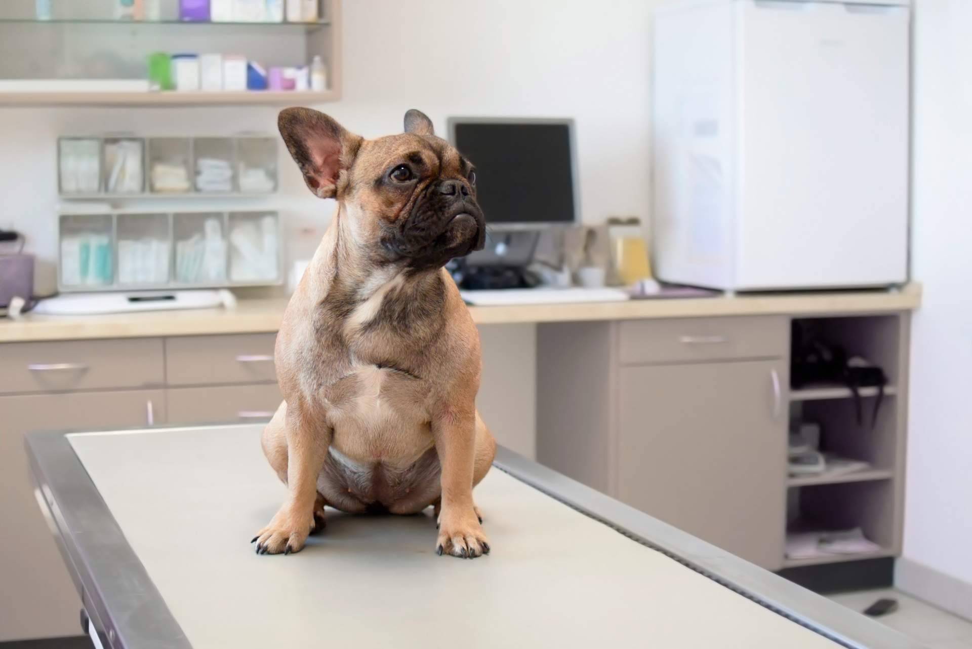 Clínicas veterinarias en Algeciras mejor valoradas: El Estrecho Clínica Veterinaria