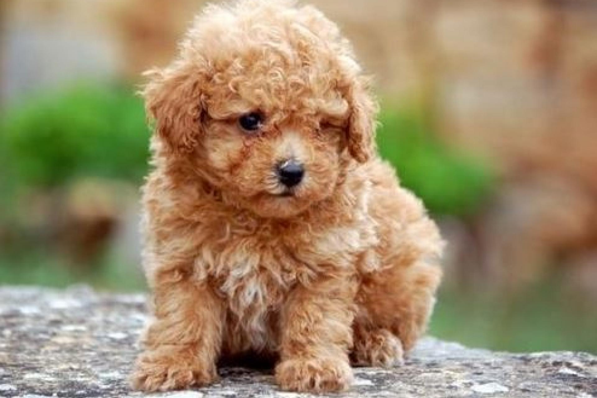 Tienda Cachorro: venta de cachorros de núcleo zoológico con una gran calidad en el servicio