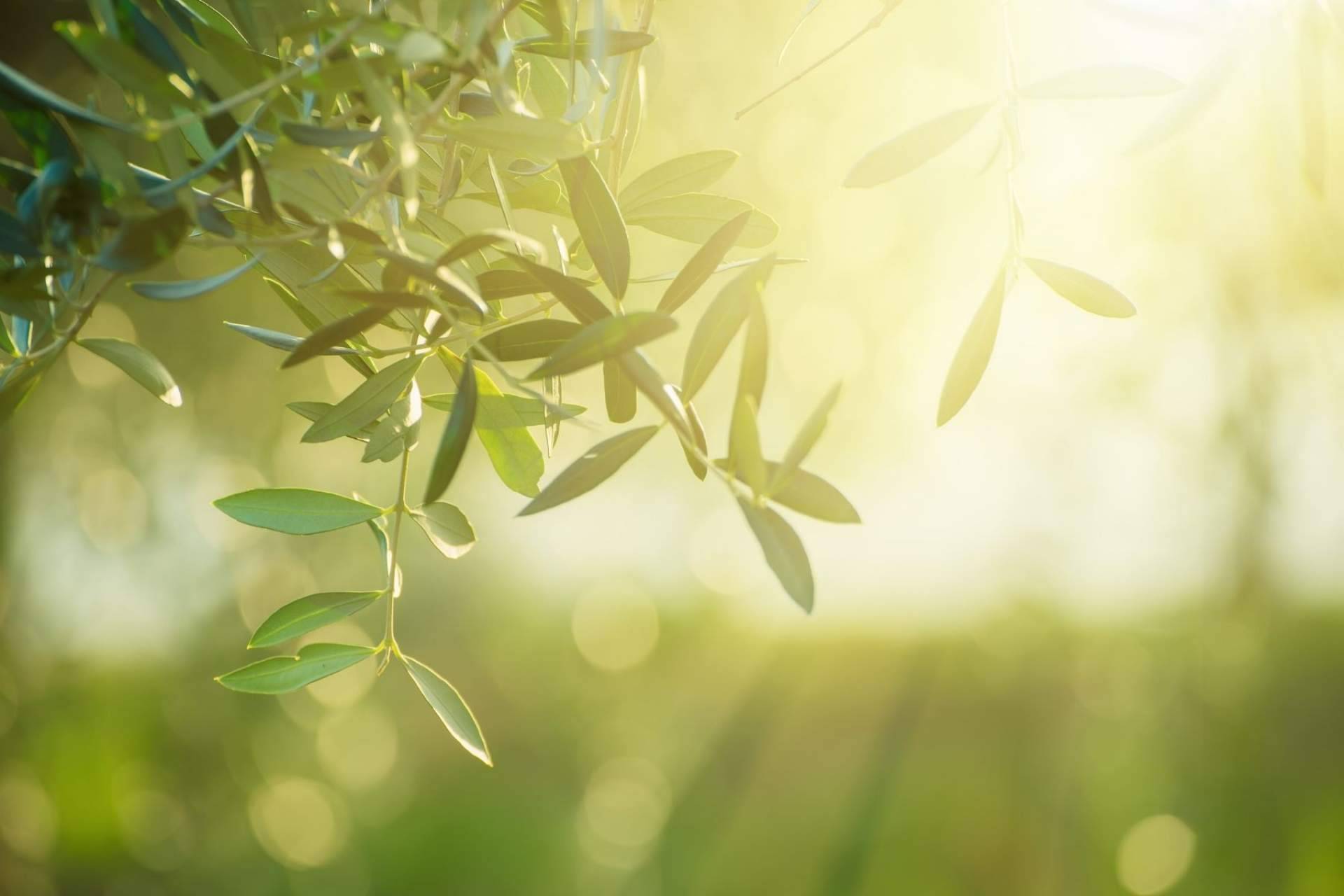 El compromiso de ILOS Natural Luxury Cosmetics con el cuidado del rostro y el medioambiente