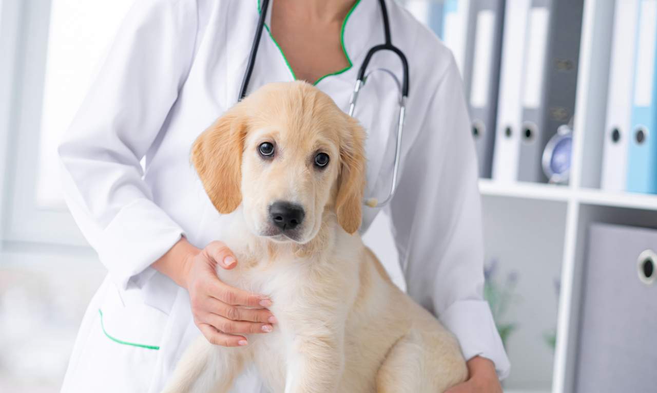 ¿En qué consiste la ozonoterapia?, por Clínica Veterinaria El Estrecho