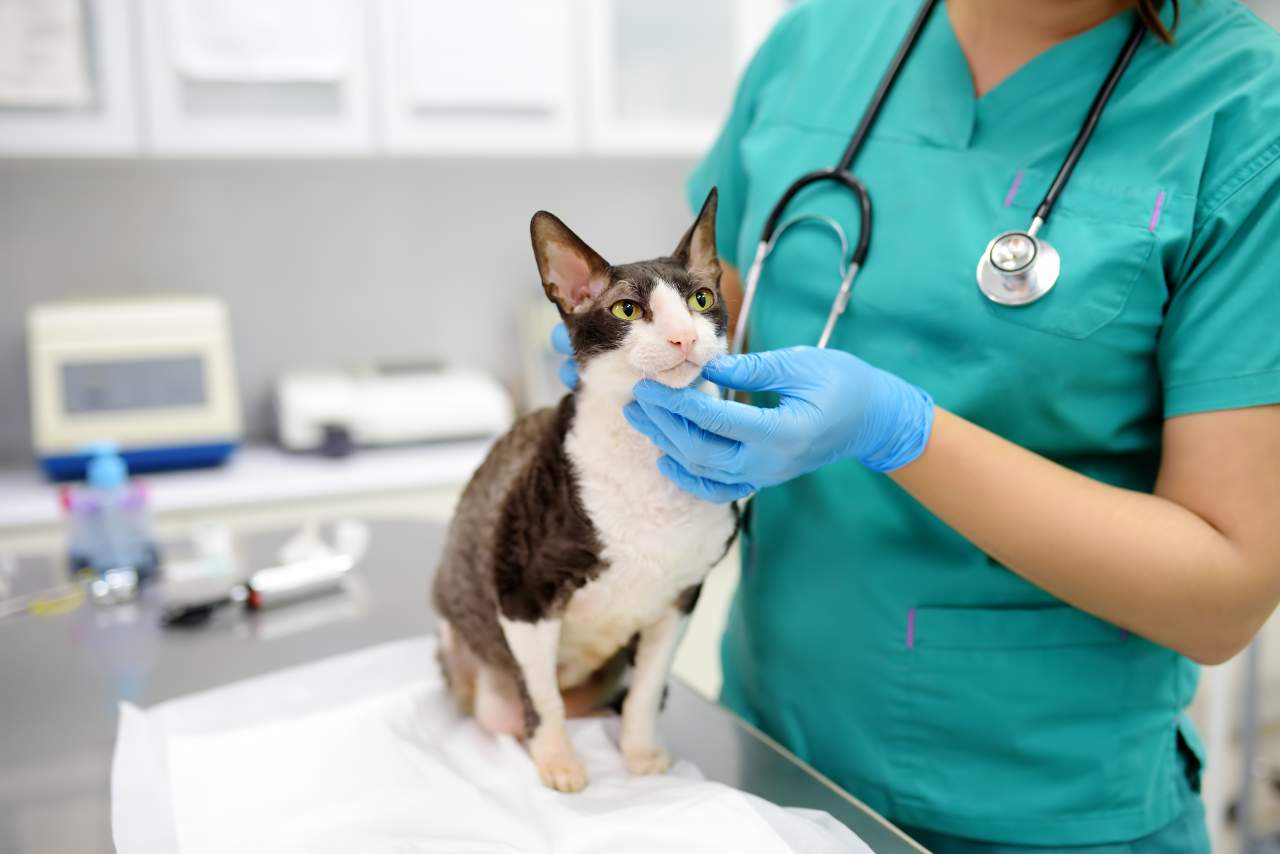 El Estrecho: Clínica veterinaria de urgencias en Algeciras