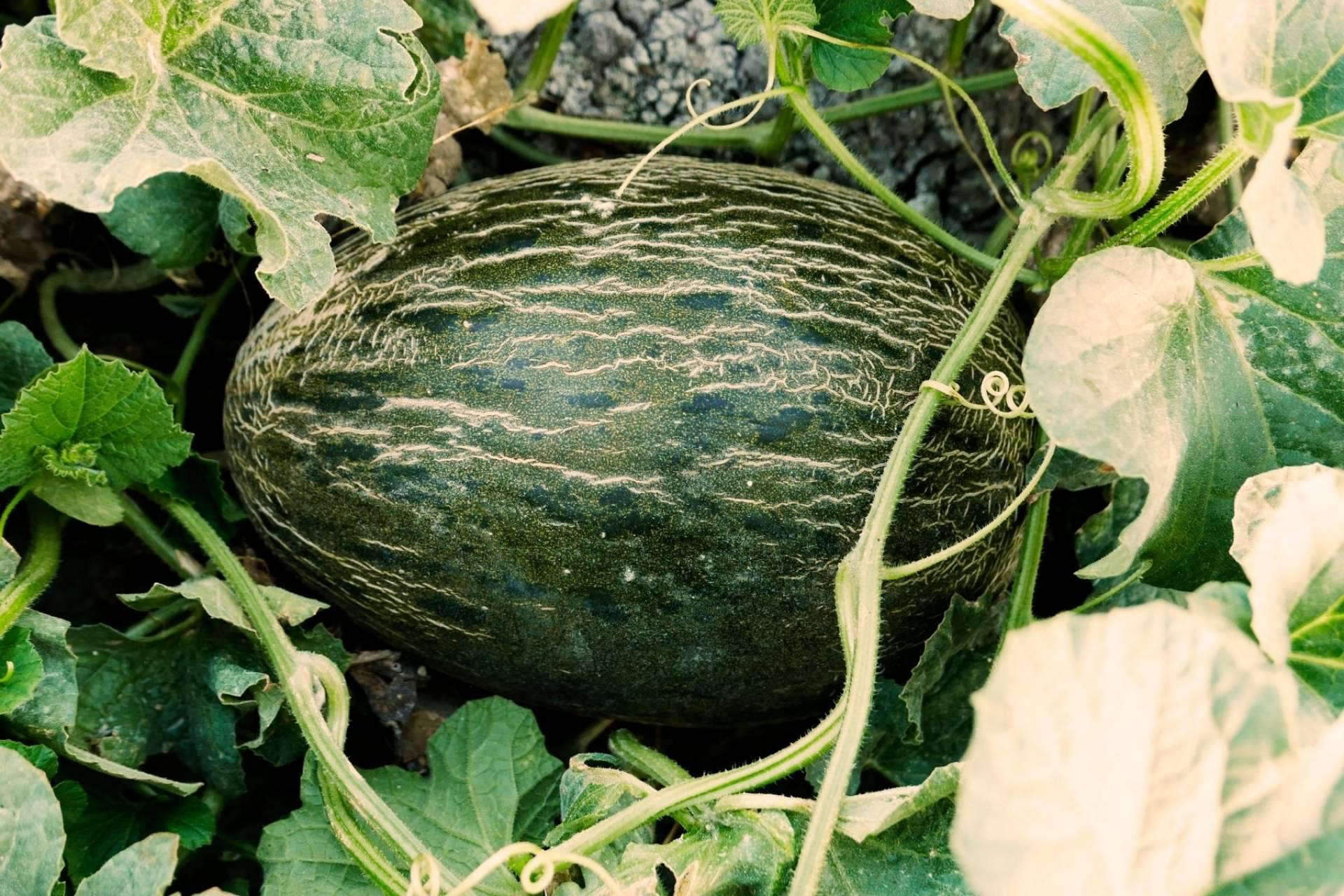 ¿Dónde encontrar melones de gran sabor y calidad?: Cítricos y Delicias