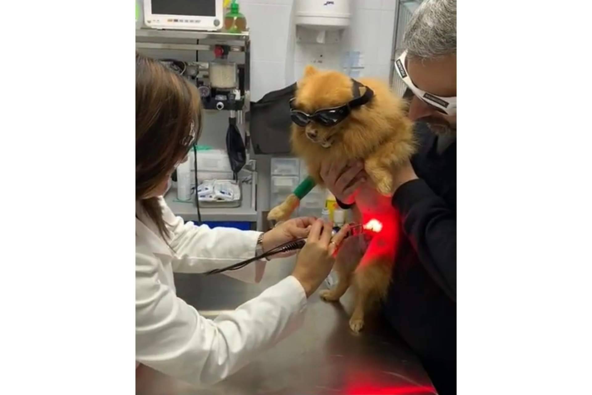 Clínica Veterinaria Mascotiti: todo lo que se debe saber acerca de la prevención de enfermedades para la mascota