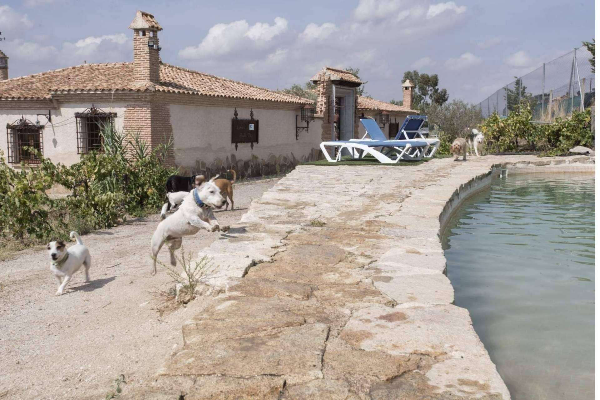 PERROBUENO: la guardería de día que lleva al perro al cole