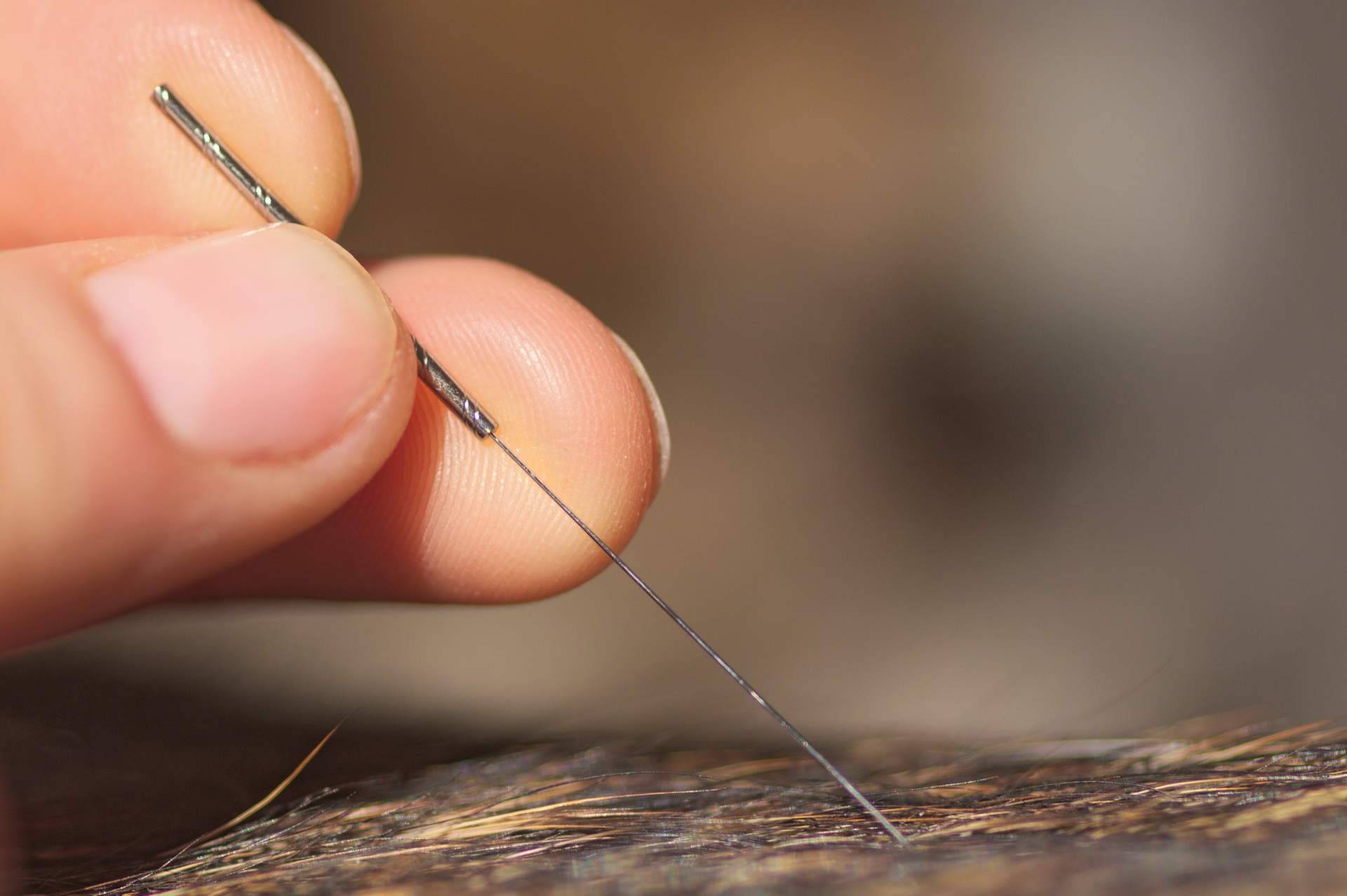 ¿Qué es la acupuntura veterinaria a domicilio? Kikai