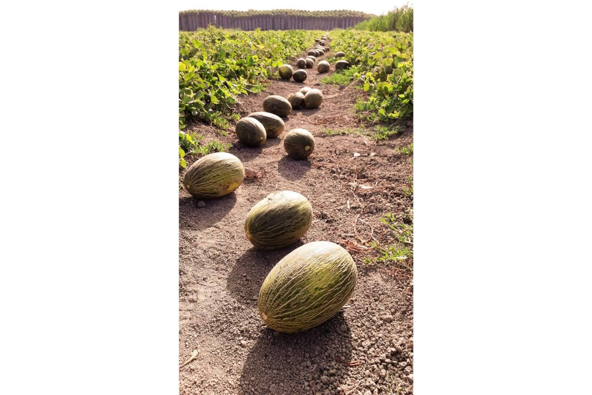La tienda Cítricos y Delicias ofrece melones gourmet únicos en el mercado