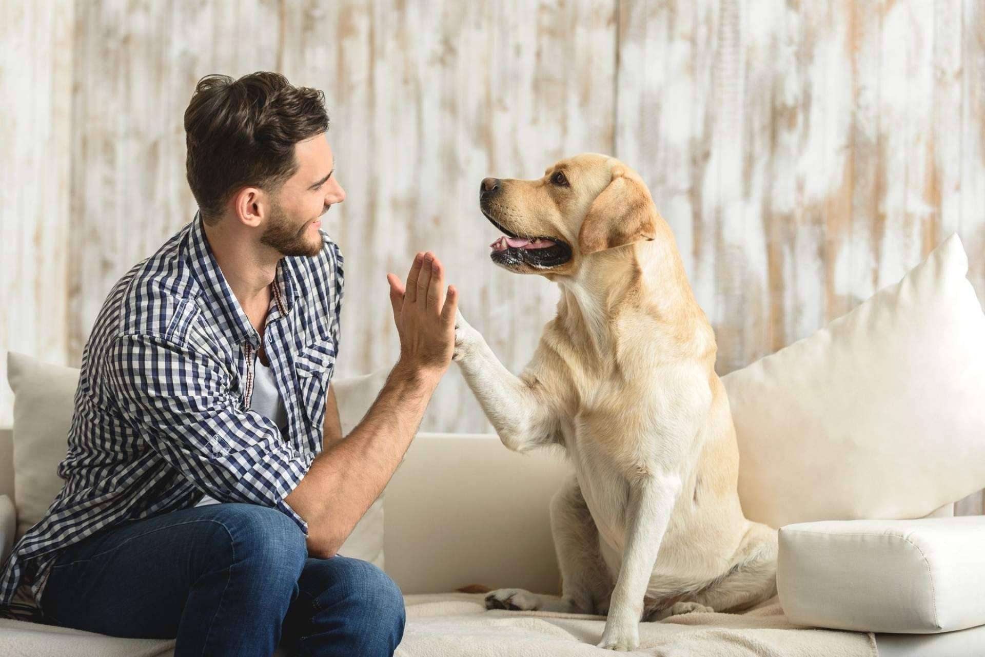 Miwuki Pet Shelter fomenta la adopción en un contexto de abandono de animales tras la pandemia