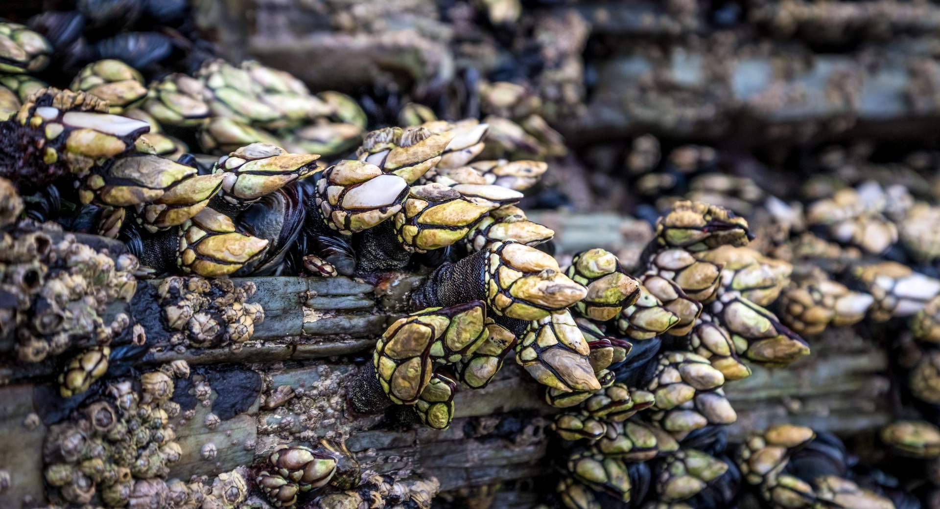 Preparar platos de gran calidad en casa gracias al marisco a domicilio de Marisco Galego