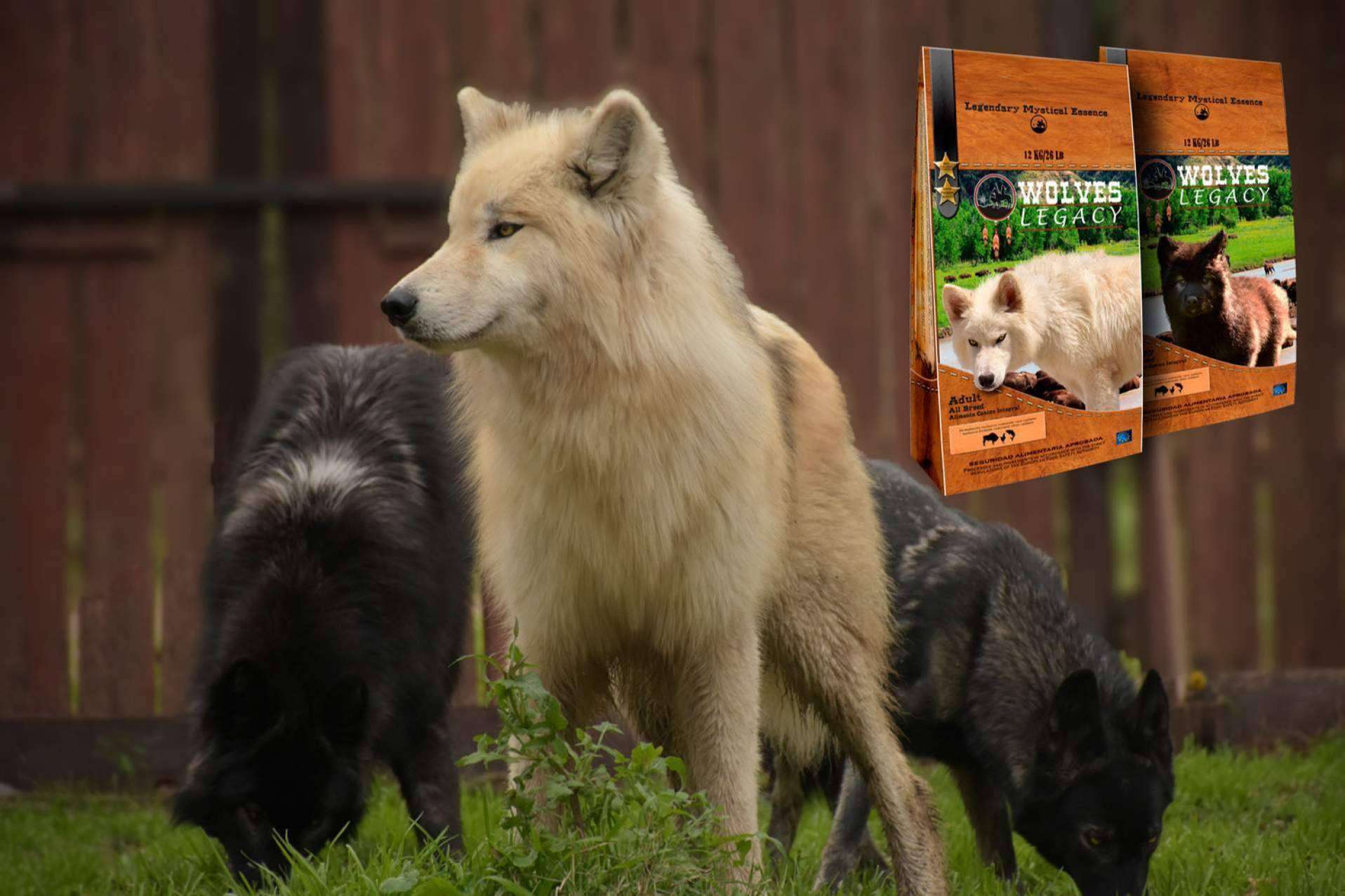 ¿Por qué son tan importantes los lobos y perros lobos CRW para Wolves Legacy?
