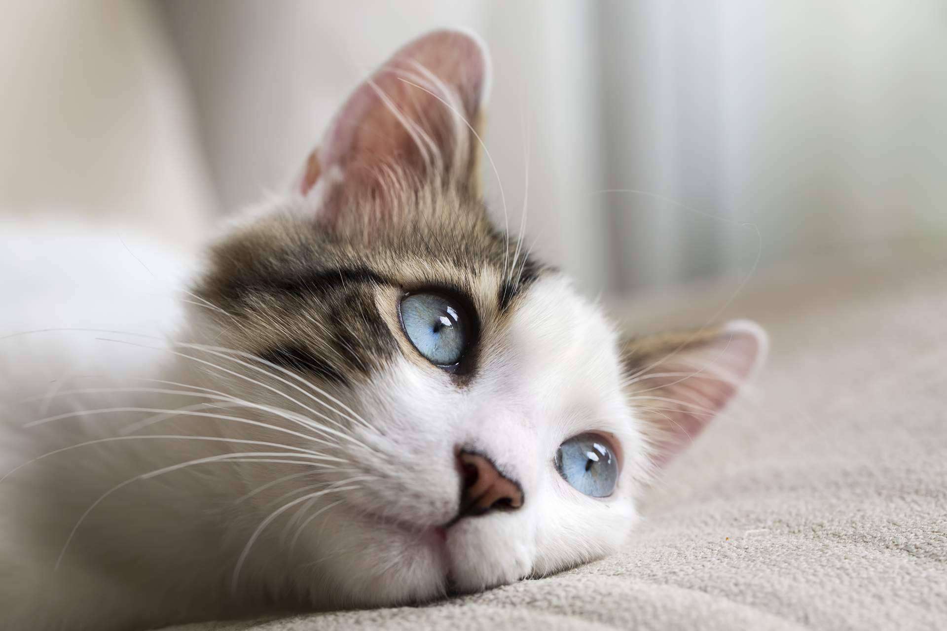 Gatos: ¿Cómo corregir las conductas felinas?, por Animalzone