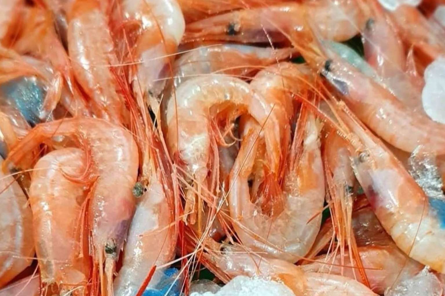 Calidad y frescura en los productos ofrecidos por comprarpescadoonline.es
