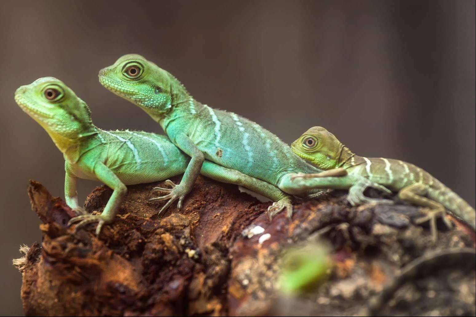 ¿Qué se debe saber a la hora de tener reptiles como mascota?, por Animalzone