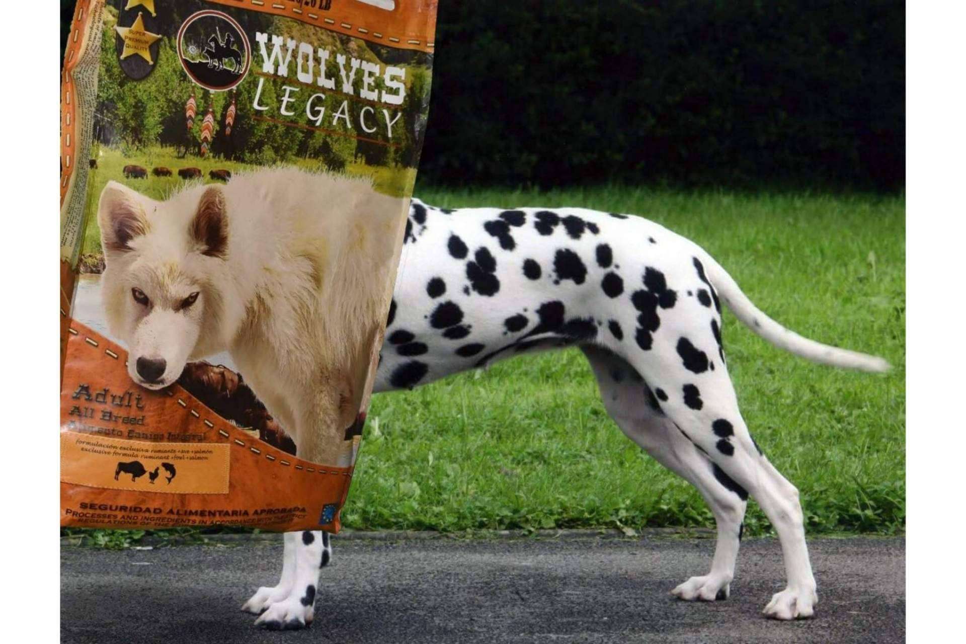 Wolves Legacy: los mejores piensos para perros ¿Tendrían que ser variados?