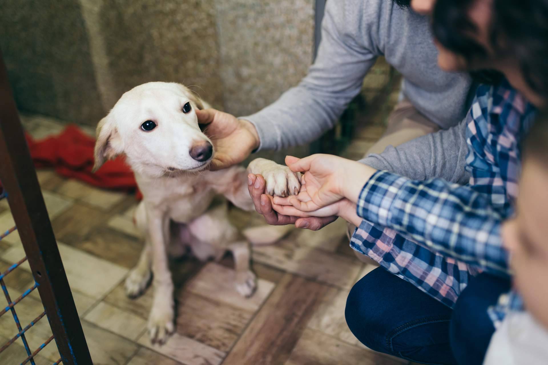 ¿Cómo ayudar a protectoras y asociaciones de animales en Madrid?: Adopta un Animal