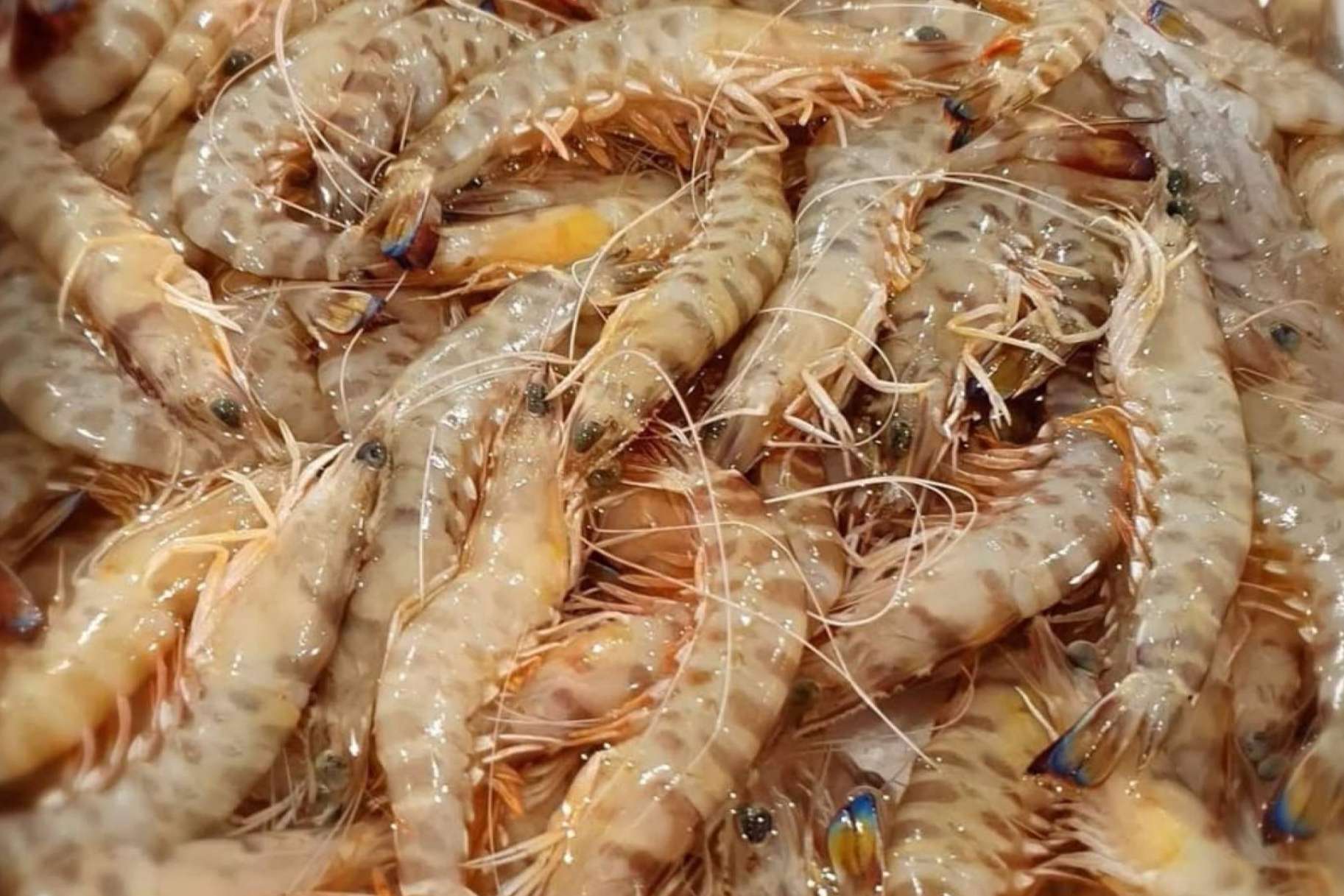 Comprarpescadoonline.es acerca los langostinos de Sanlúcar de la lonja a la mesa