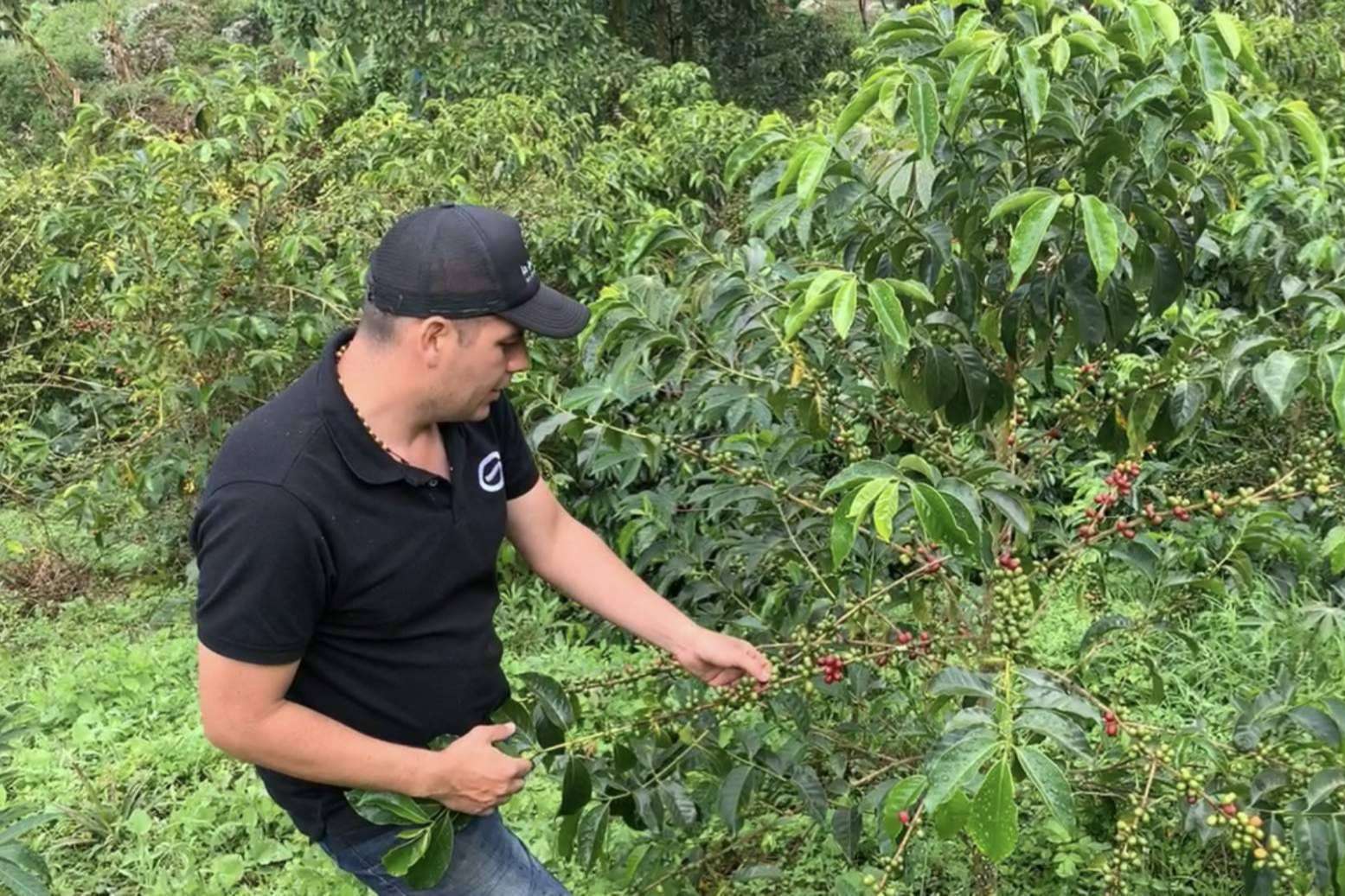 El café de especialidad cultivado en Colombia con raíces alicantinas: La Guashira