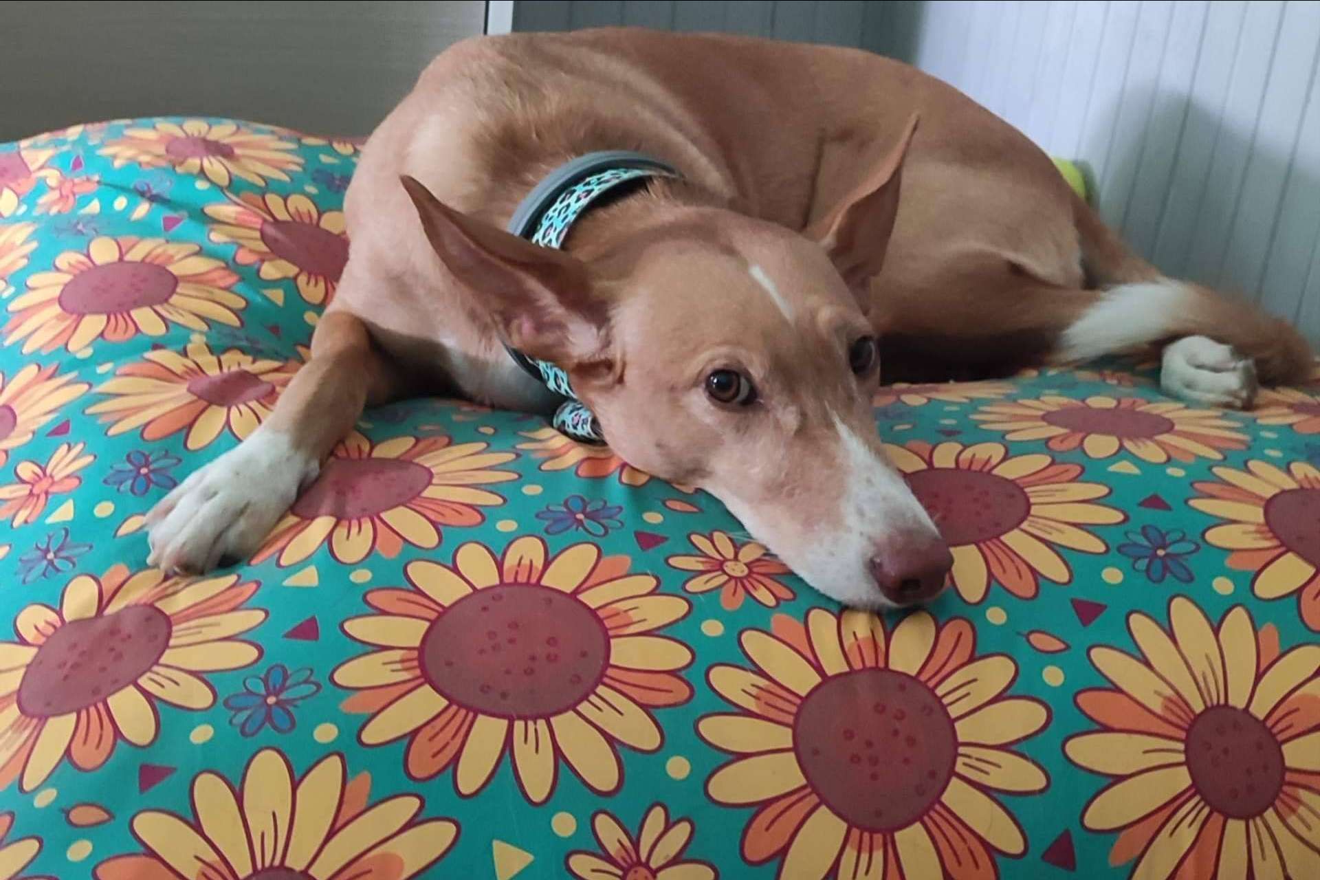 Patitas Barcelona: las camas para mascotas