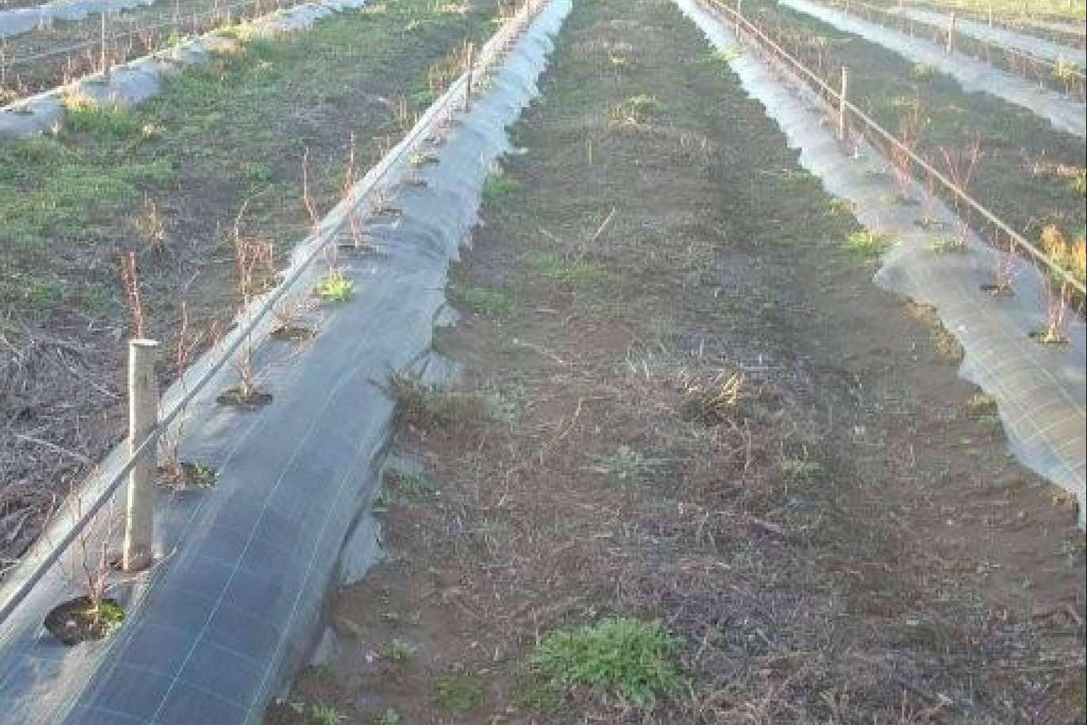 Agrisoil, el tejido cubresuelos de Agralia