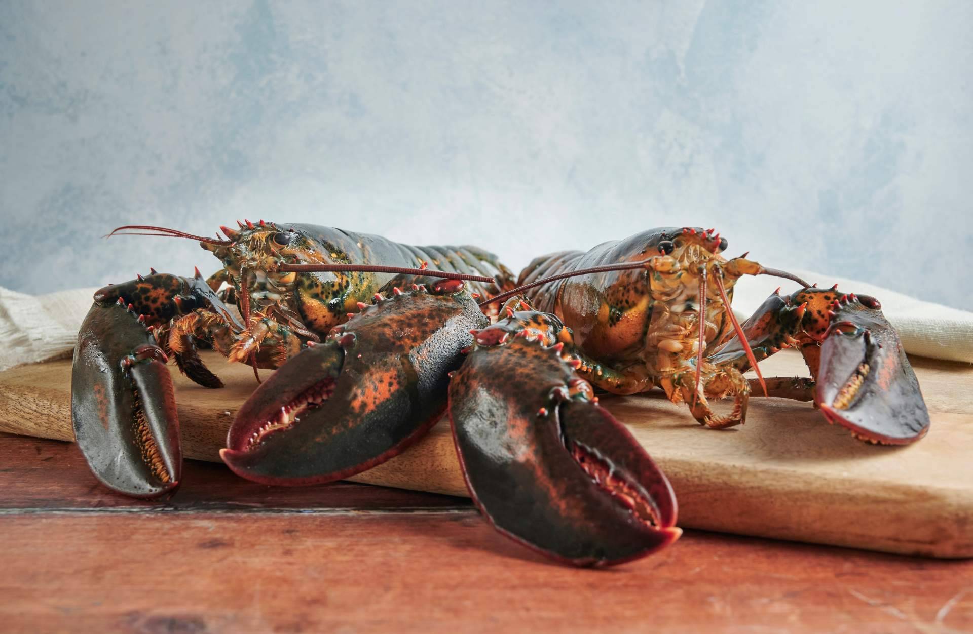 Comprar un buen bogavante ya es posible en Marisco Galego
