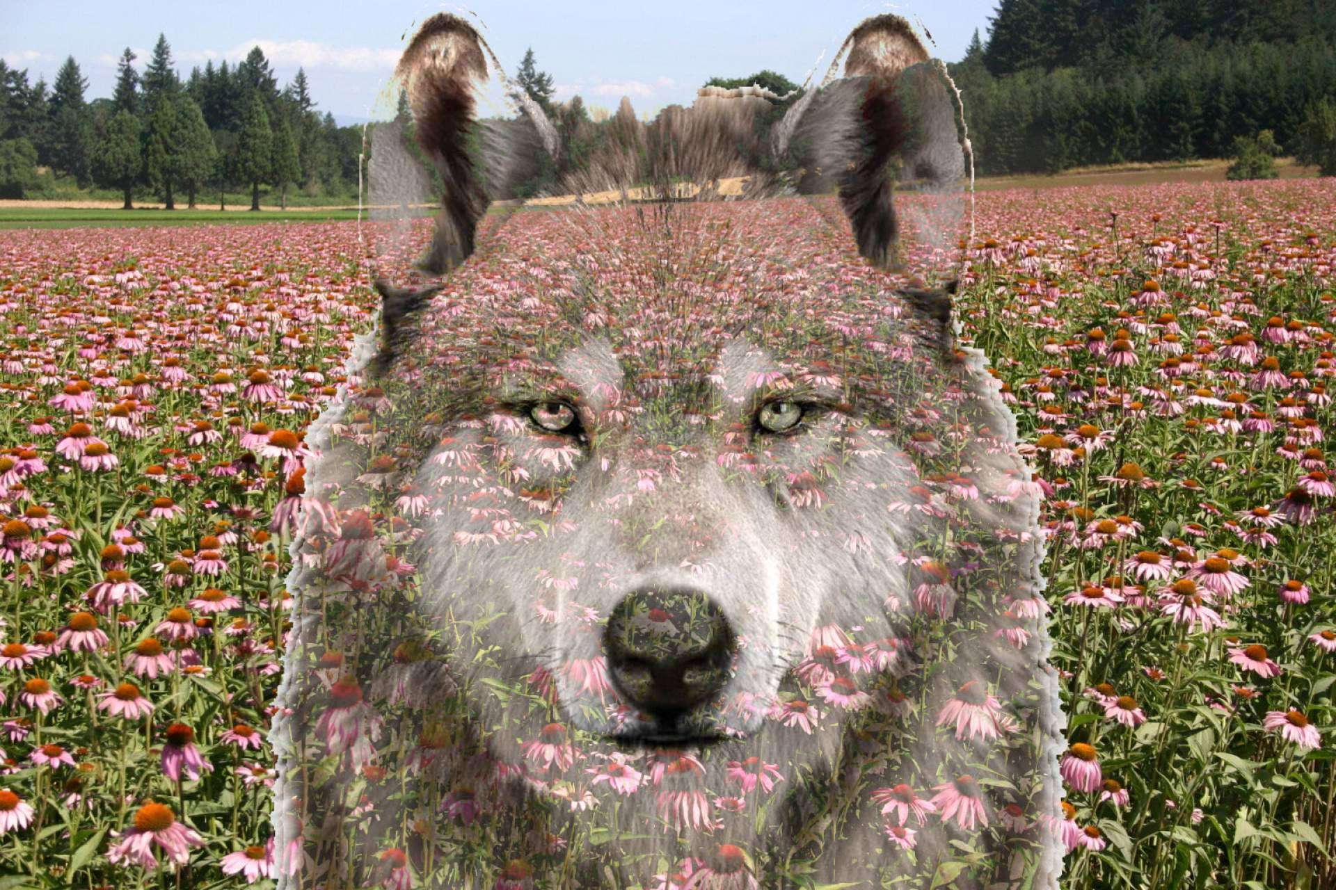 Uno de los secretos del pienso para perros Wolves Legacy es que eleva las defensas