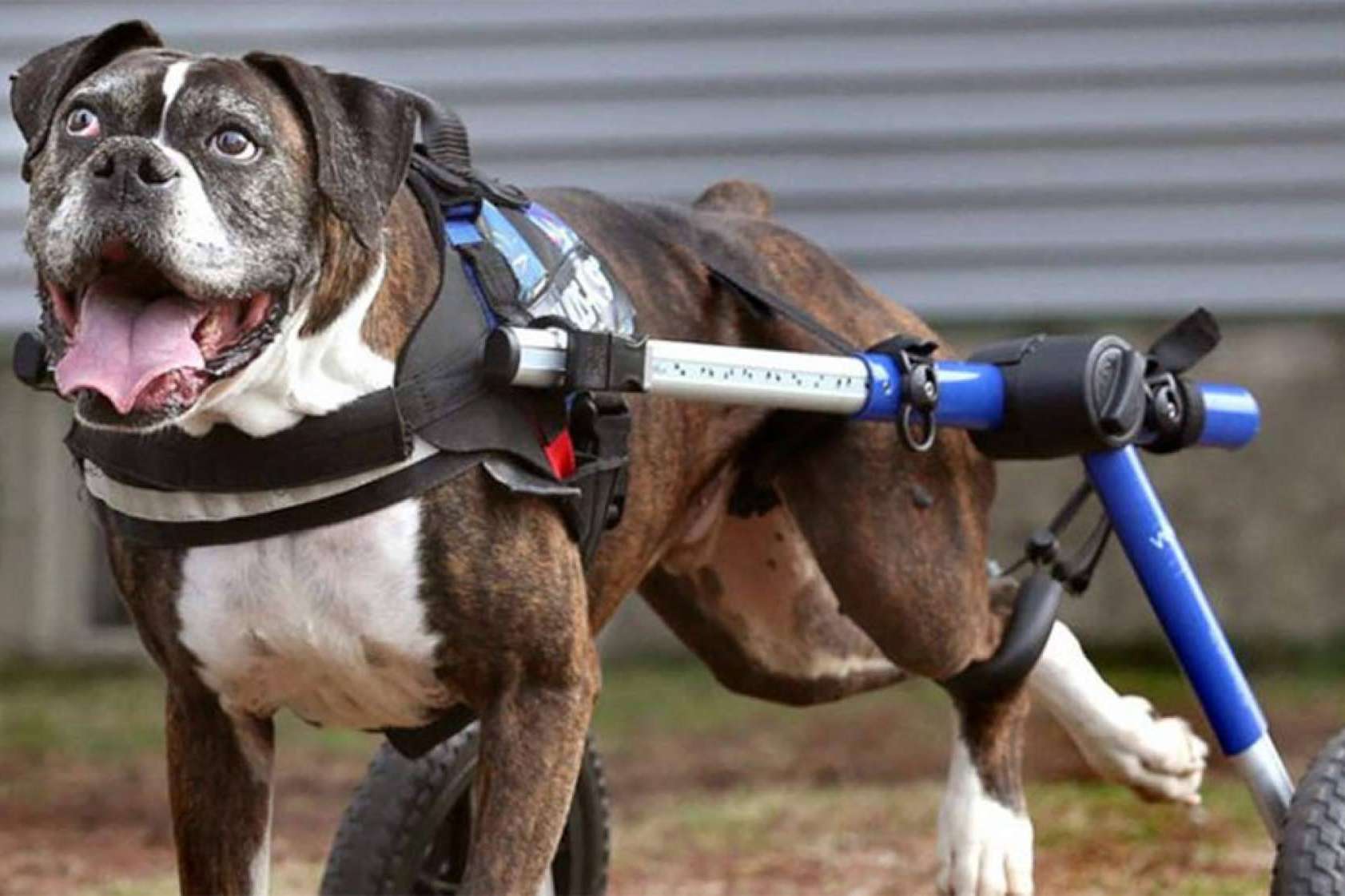 Wolves Legacy Dog Food expone por qué no se debería incluir condroprotectores en los piensos para perros