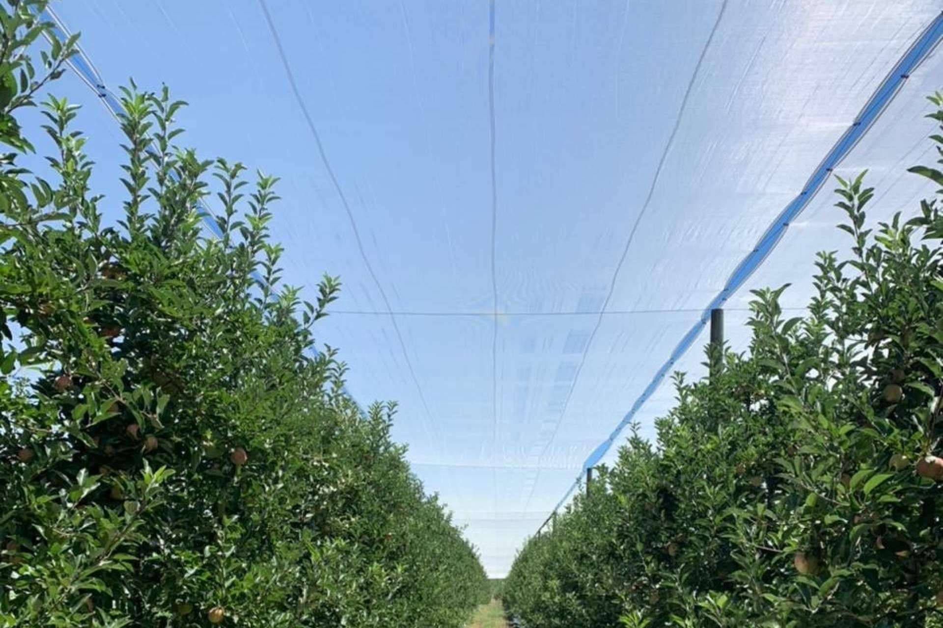 AGRICOLOR, la tecnología de AGRALIA para proteger los cultivos de los golpes de sol