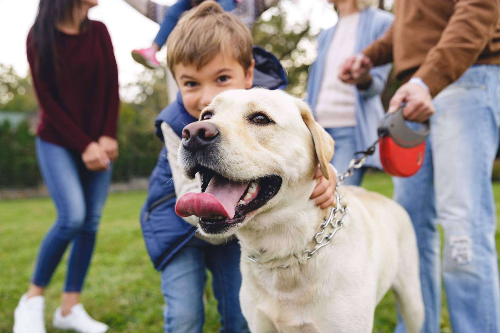 Miwuki Pet Shelter, la plataforma para adoptar y apadrinar animales