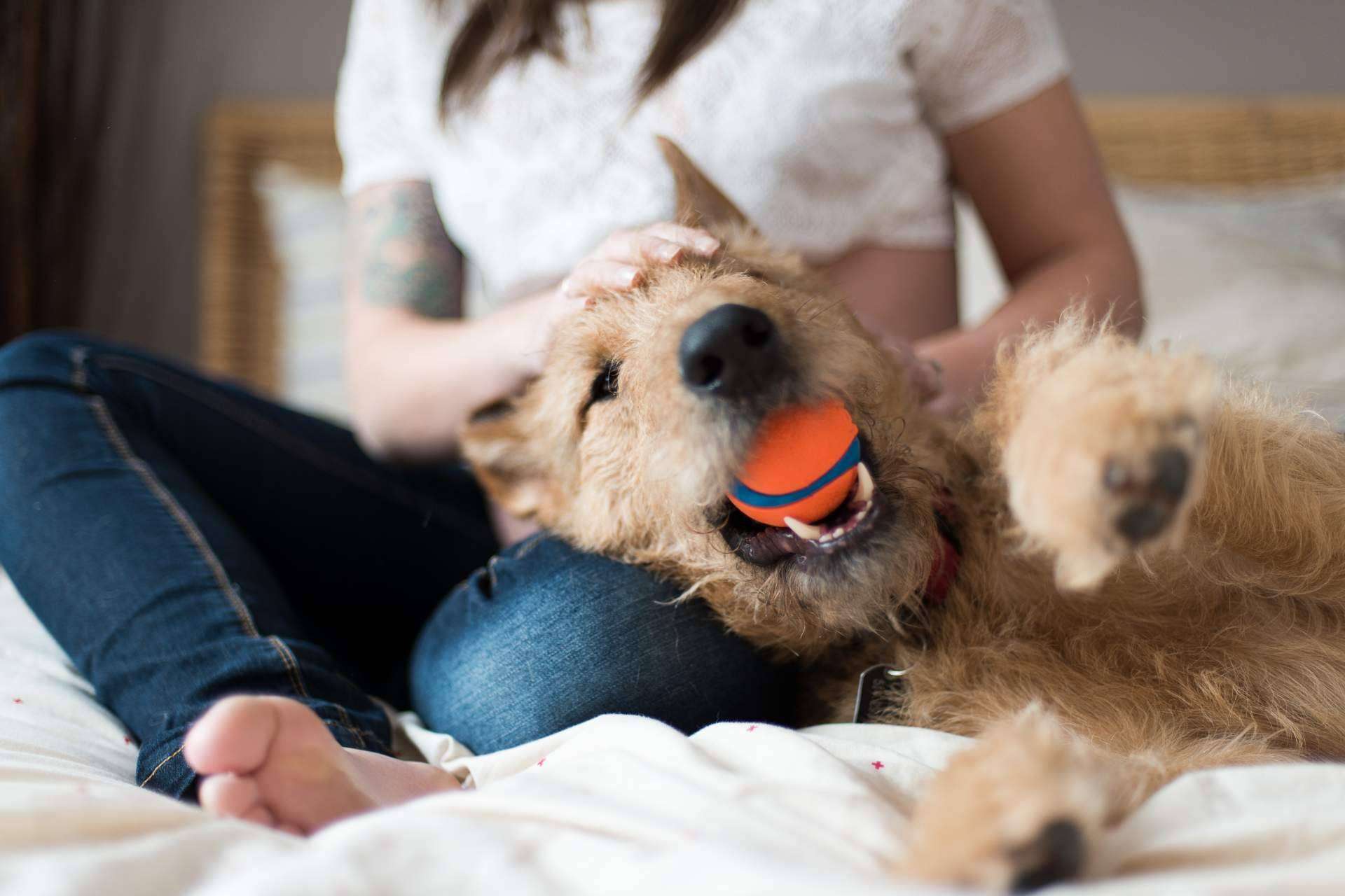 La plataforma que busca una solución al abandono de mascotas en España Miwuki Pet Shelter