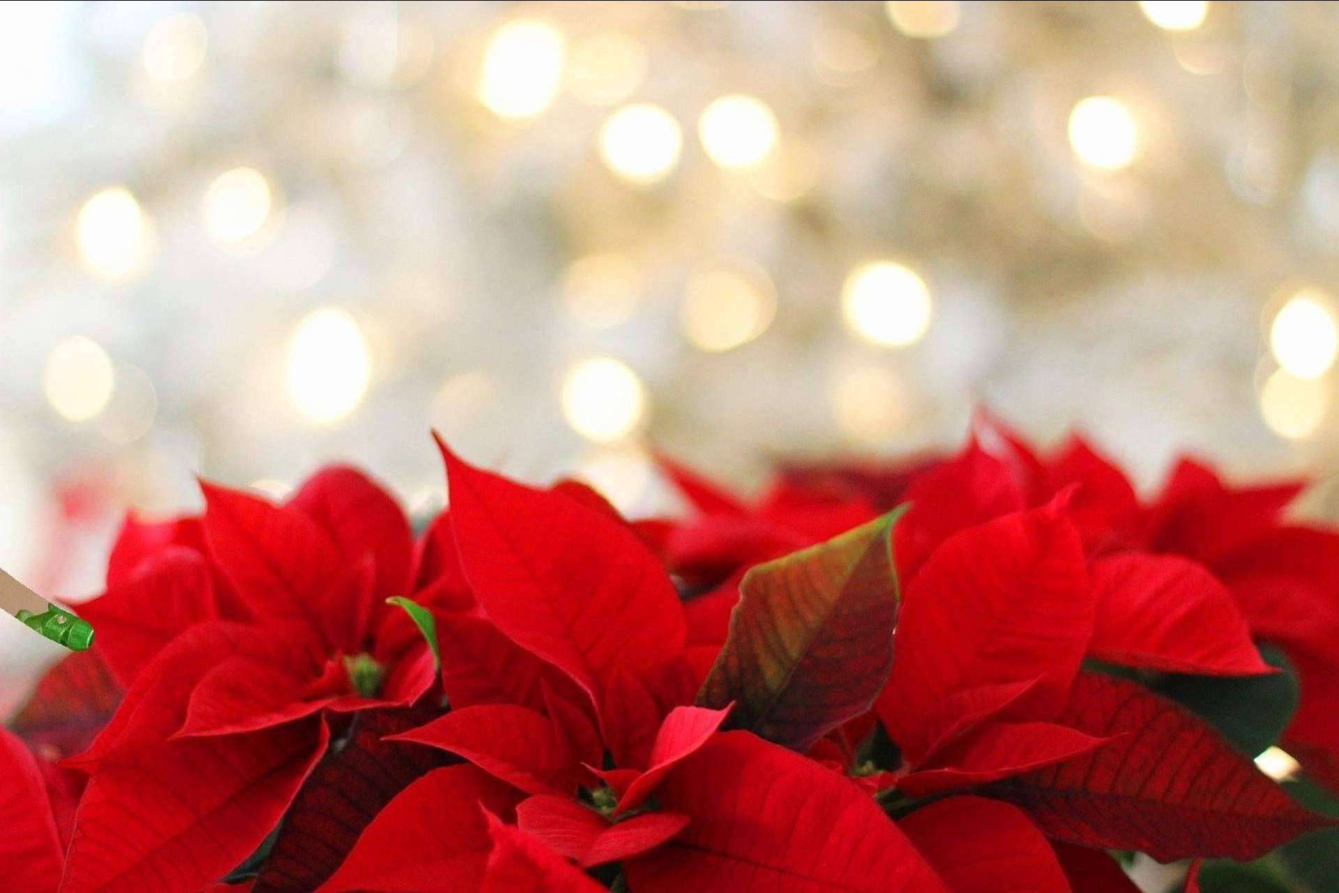 Las floristerías ya hacen los preparativos para la campaña de Navidad