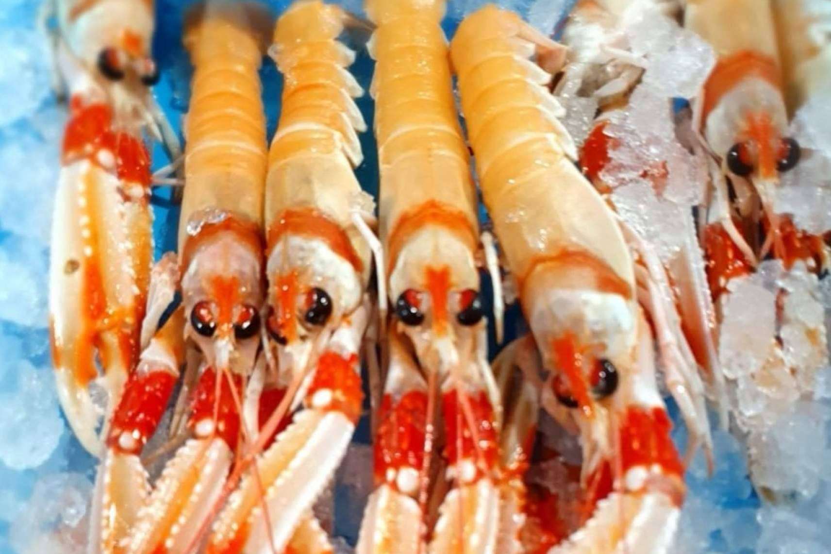 Hacer un pedido para Navidad en comprarpescadoonline.es