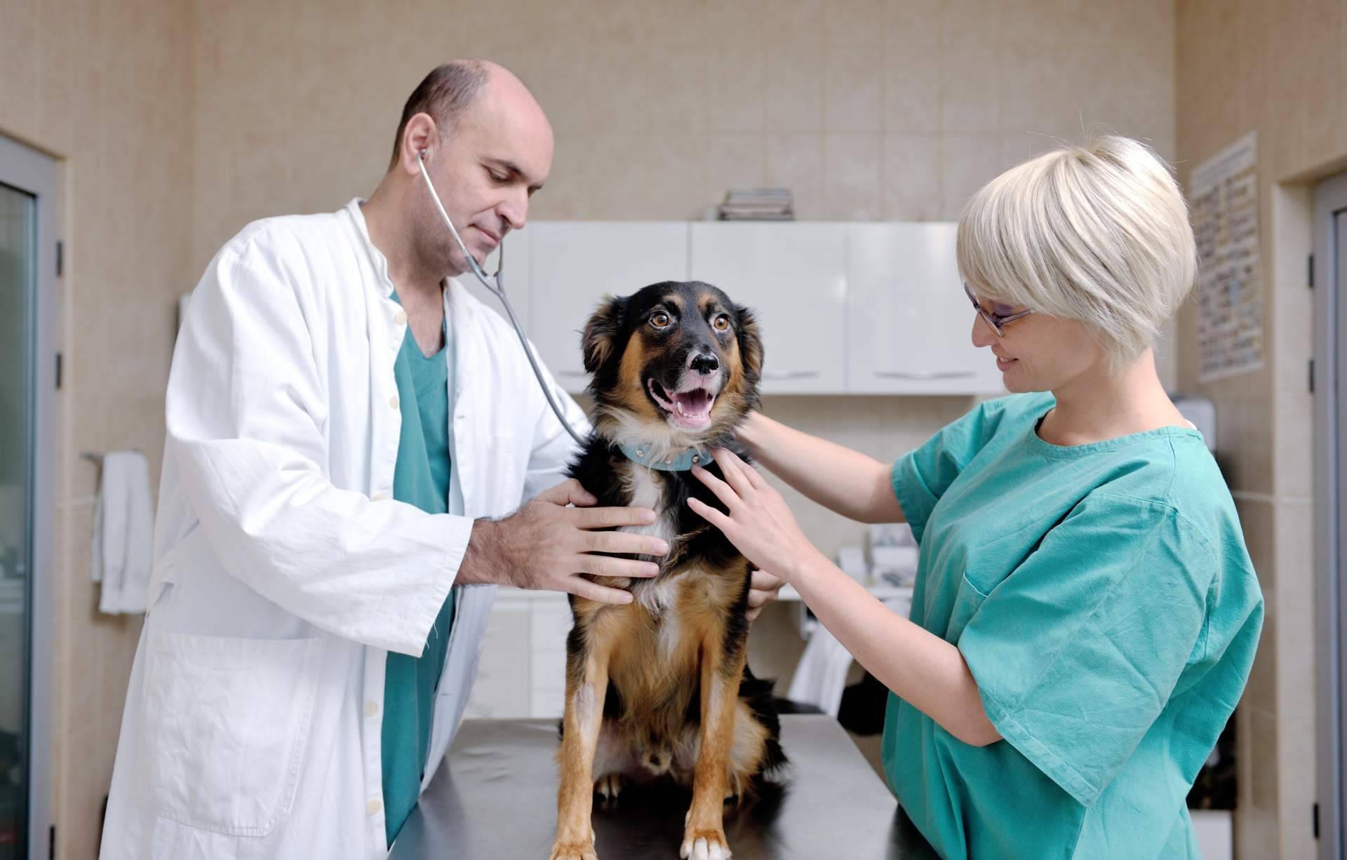 Miwuki ofrece seguros veterinarios