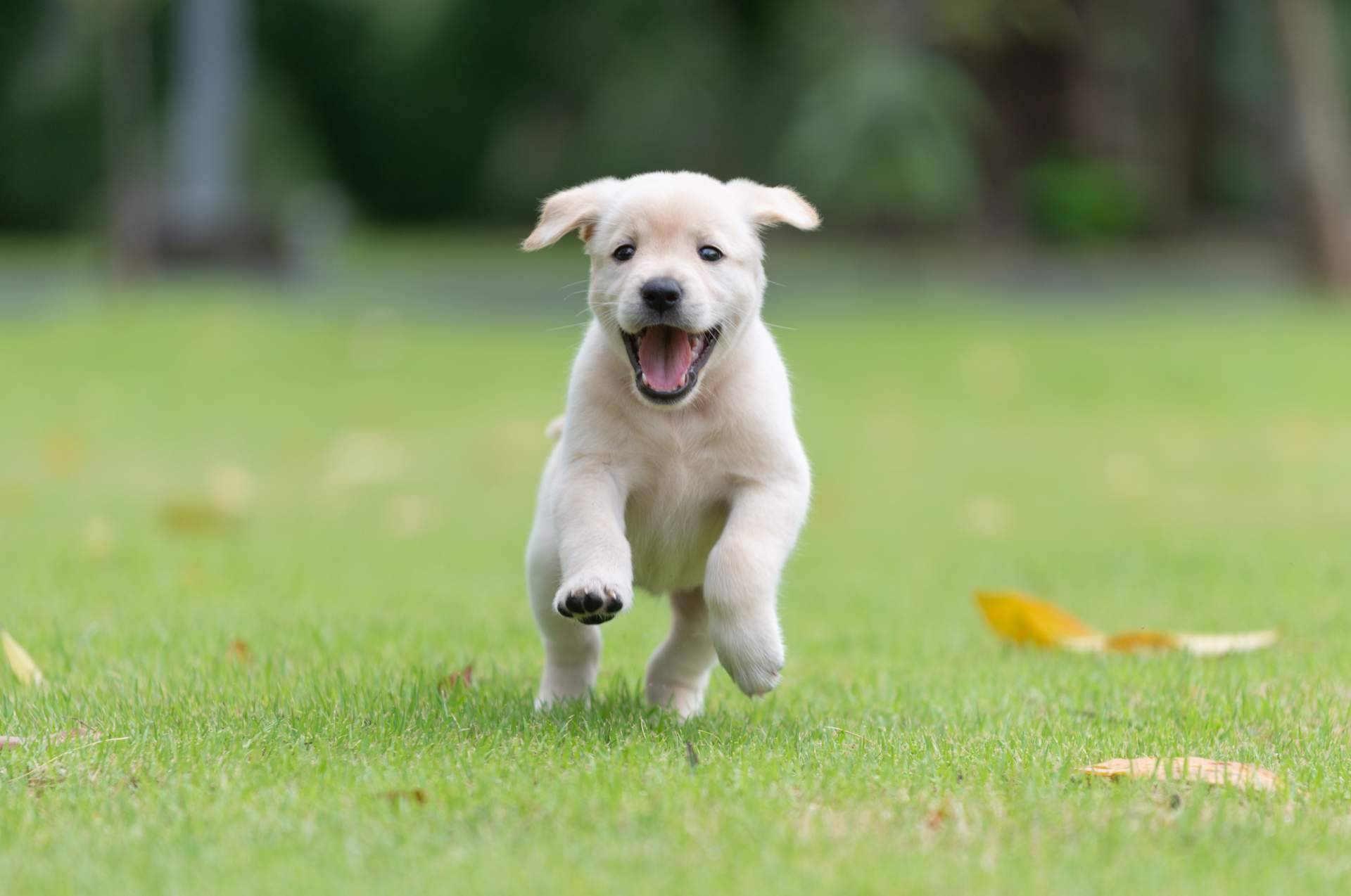 Comprar cachorros sanos en una tienda fiable como 101 Cachorros es fundamental