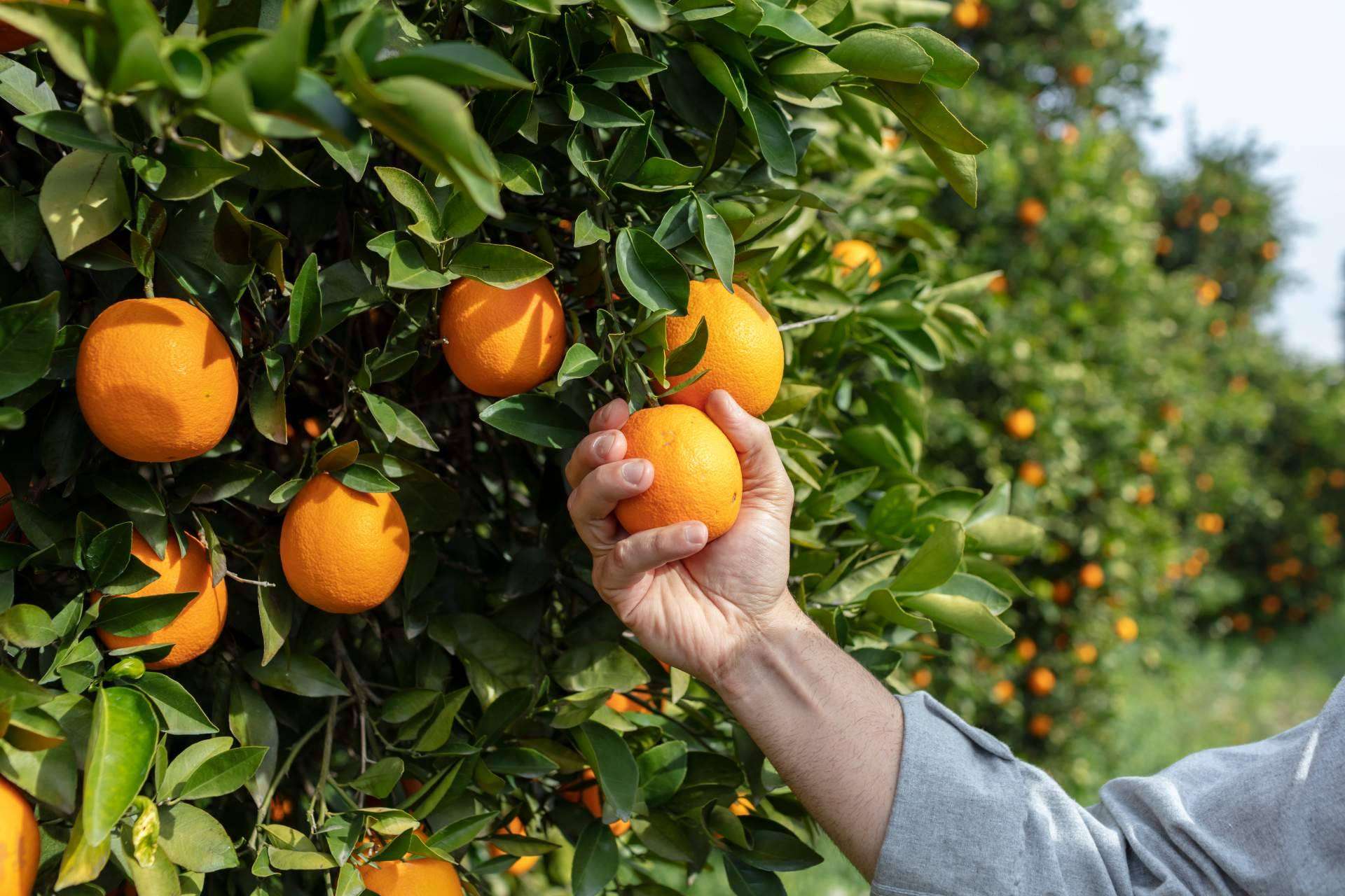 Comprar naranjas de zumo en Finca el Carraixet
