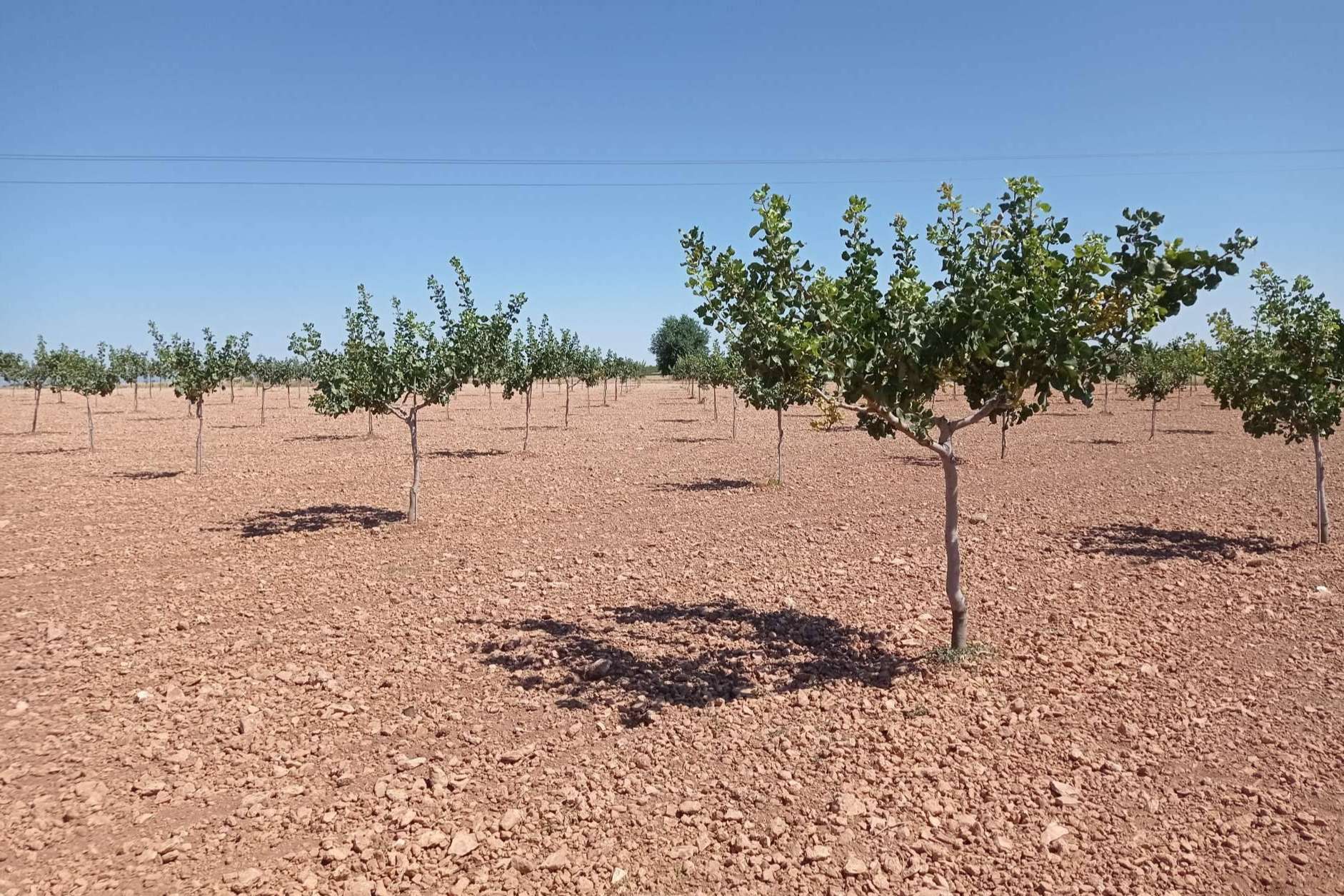 Combatir el despoblamiento rural revalorizando los terrenos rústicos con plantaciones de pistacho, por Gextec