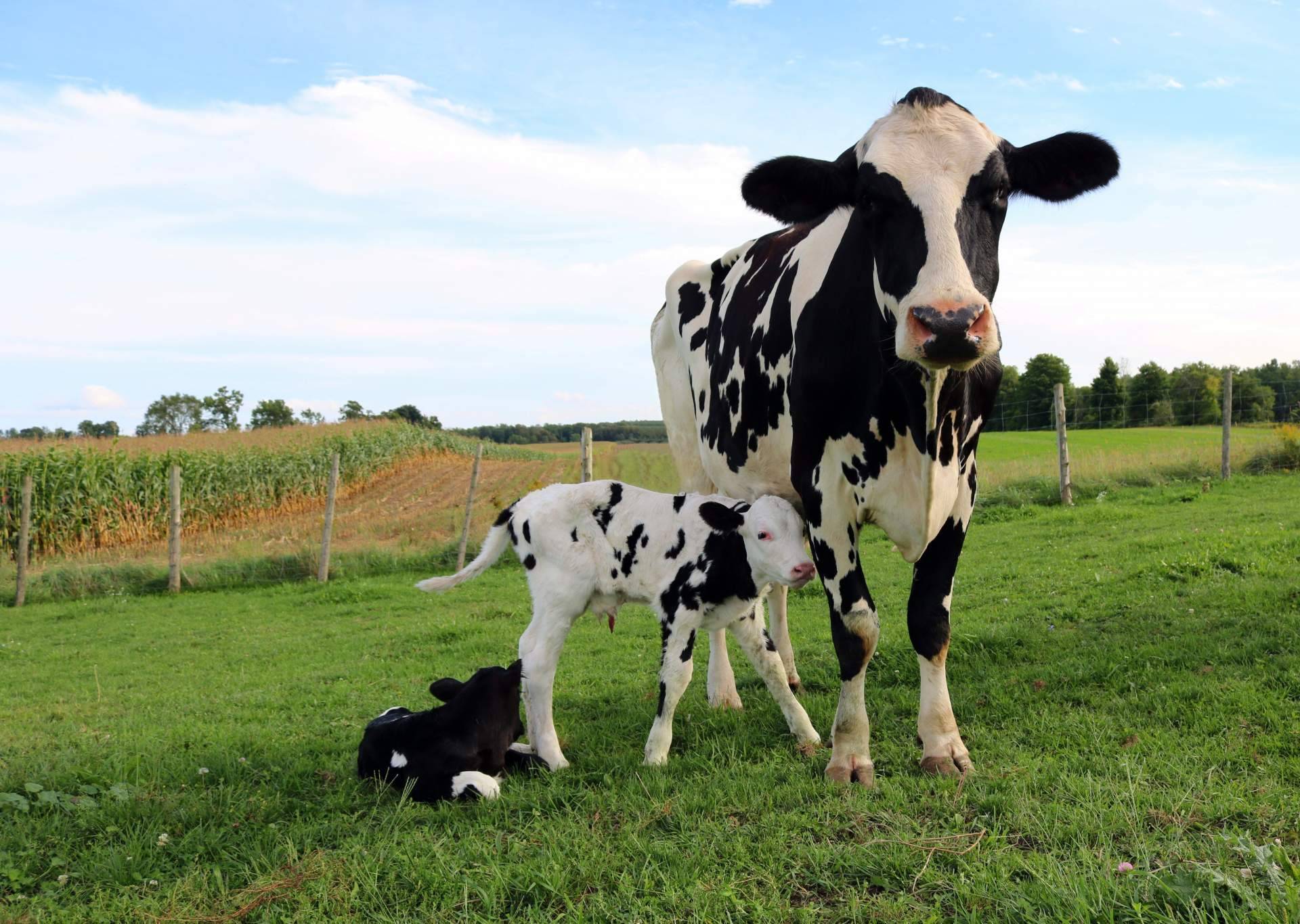 Dos empresas gallegas anuncian ser capaces de hablar con las vacas