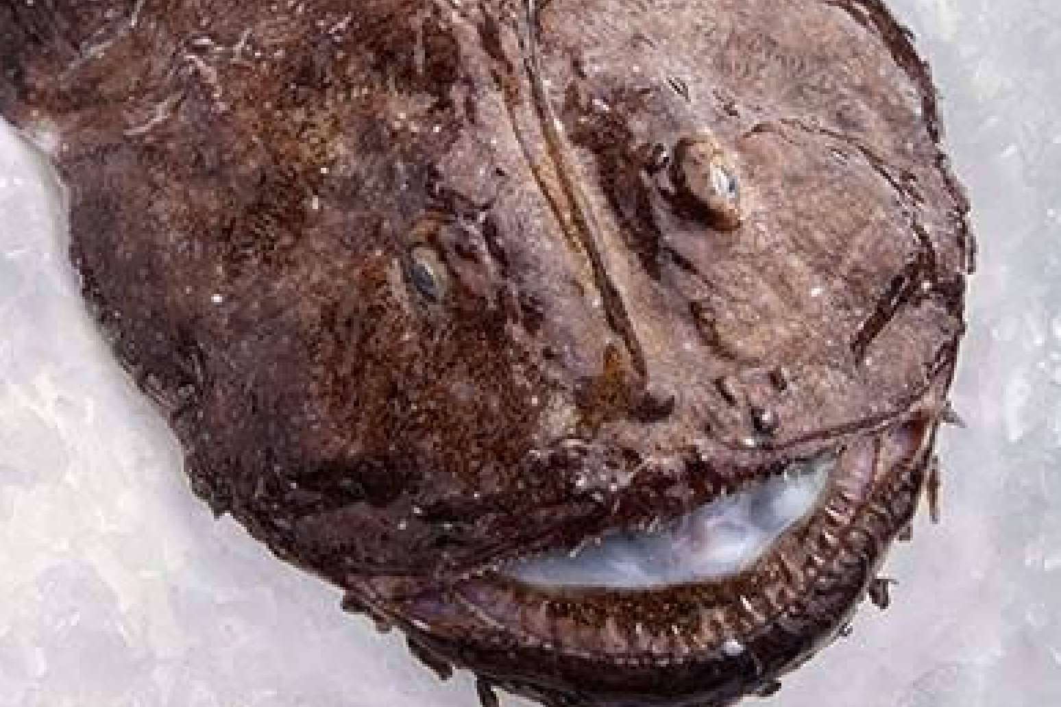 Adquirir pescados, mariscos, moluscos y vinos