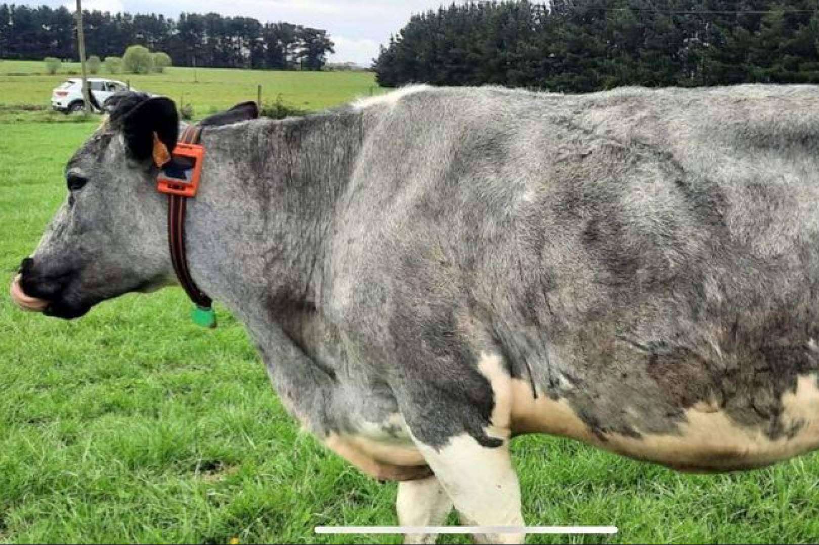 Innovación ganadera, dos empresas gallegas saben cómo hablar con las vacas
