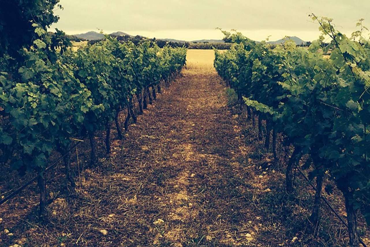 La maravillosa experiencia de disfrutar de vinos ecológicos de la mano de 3.10 Celler