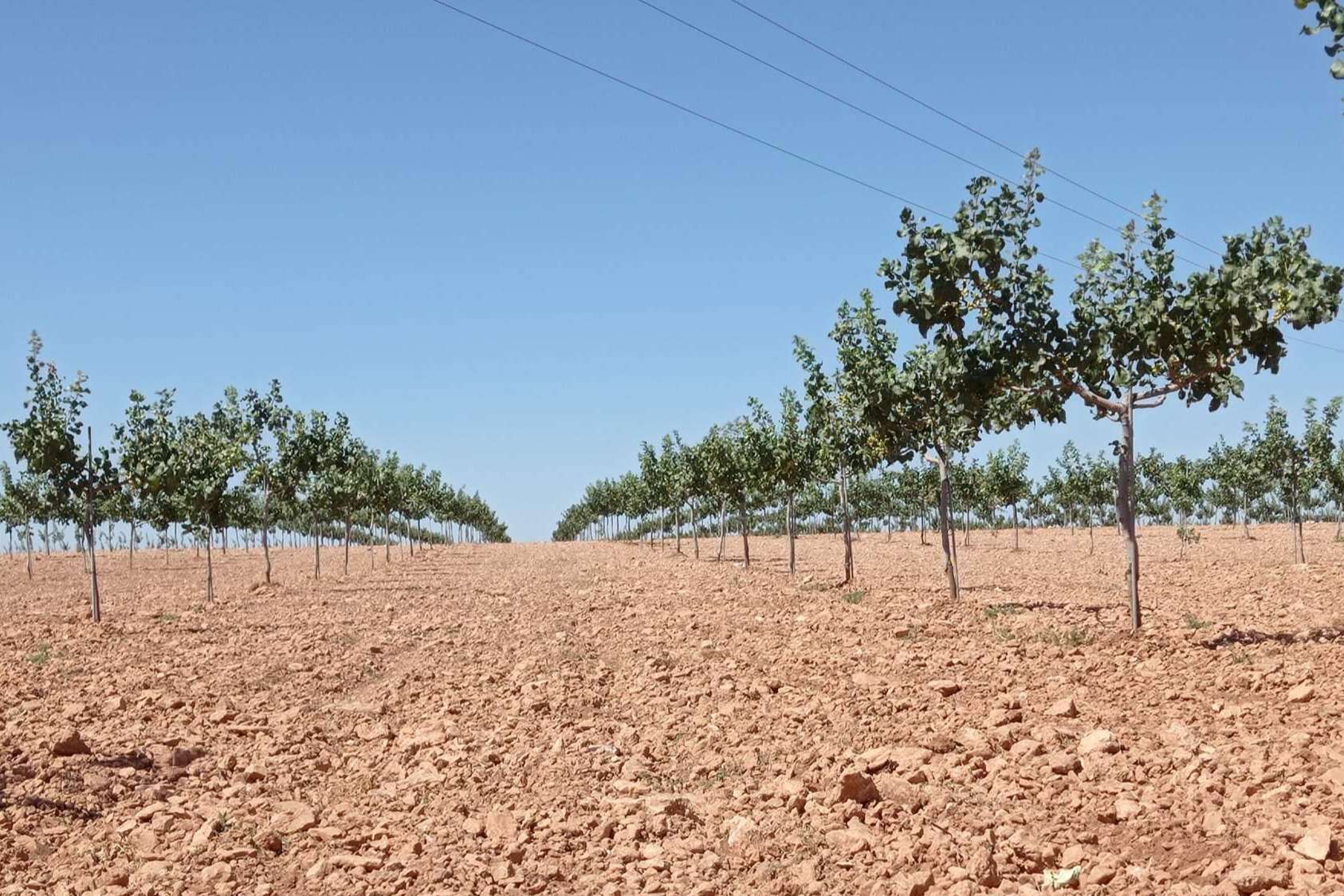 Asesoramiento en plantaciones de pistacho de la mano de Gextec